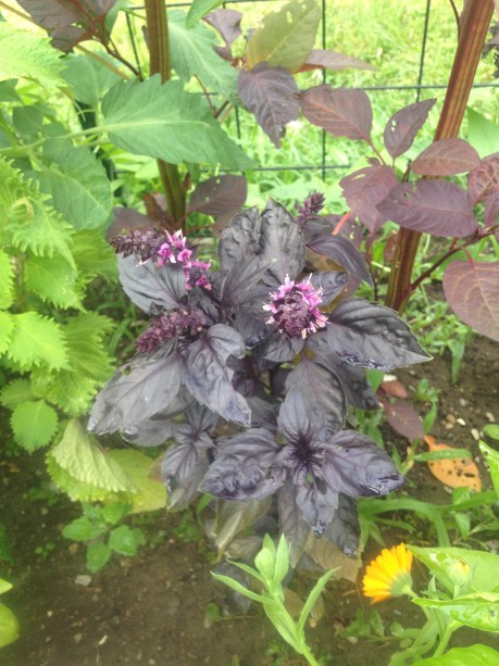 purple basil